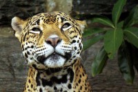 Kilencedik Holdhónap - A Szándék Szoláris Jaguár Hava (Március 7-Április 3)