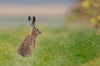 Tizenkettedik Holdhónap - Az Együttműködés Kristályos Nyúl Hava (Május 30-Június 26)